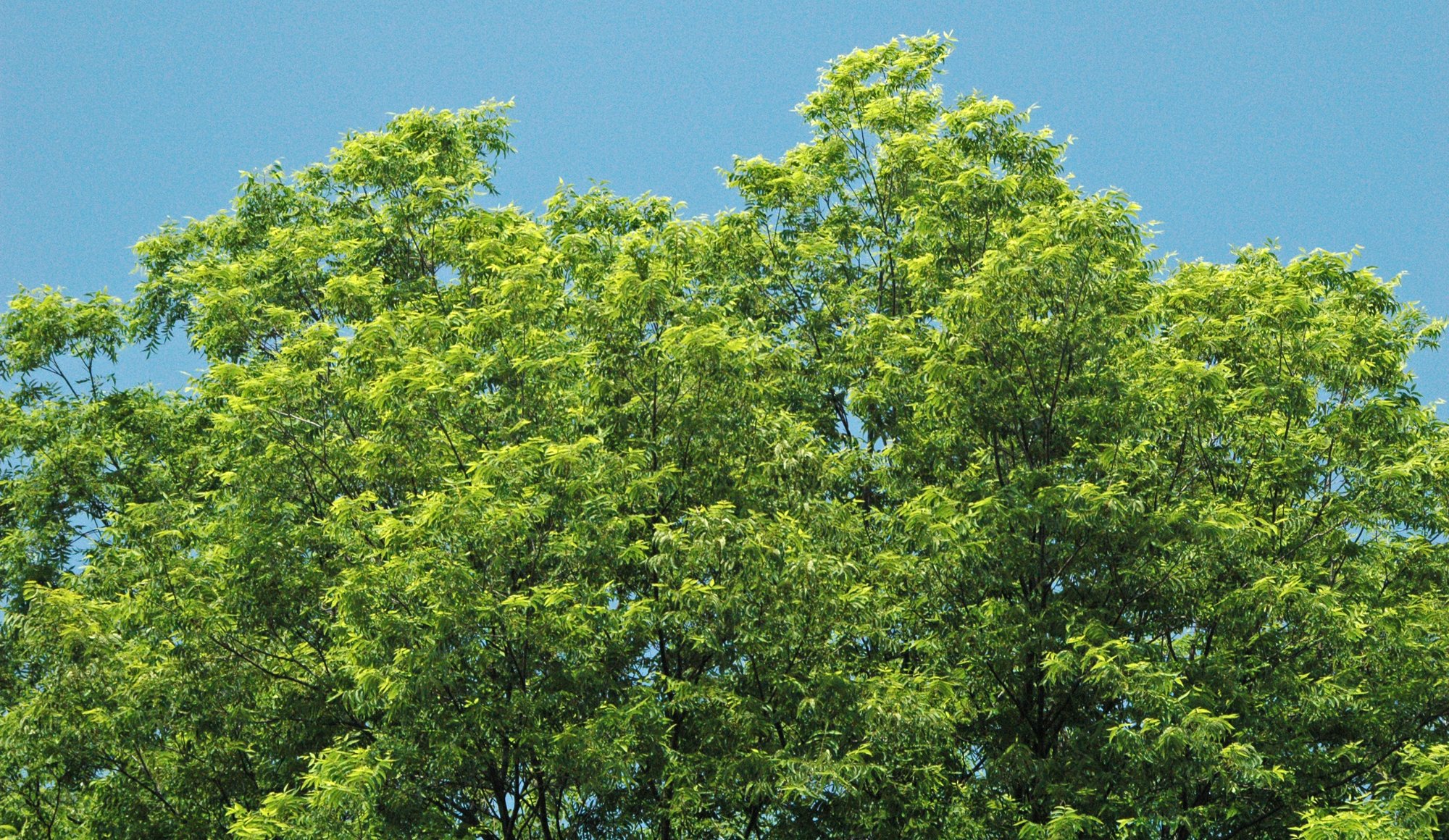 Pecan canopy (*Carya illinoinensis*) against a clear sky.