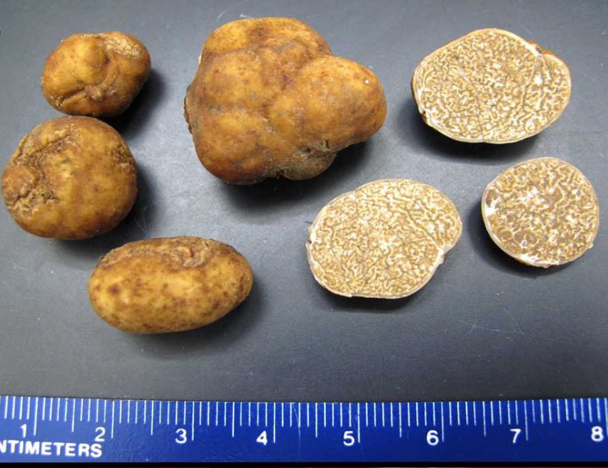 Pecan truffles (*Tuber lyonii*) — whole and cut, with a centimetre scale.